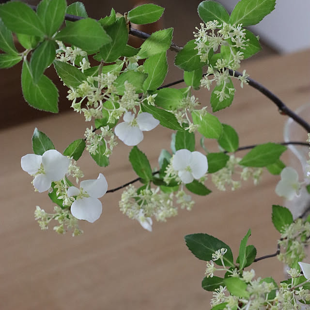 hanatomidorinoheyaさんの部屋