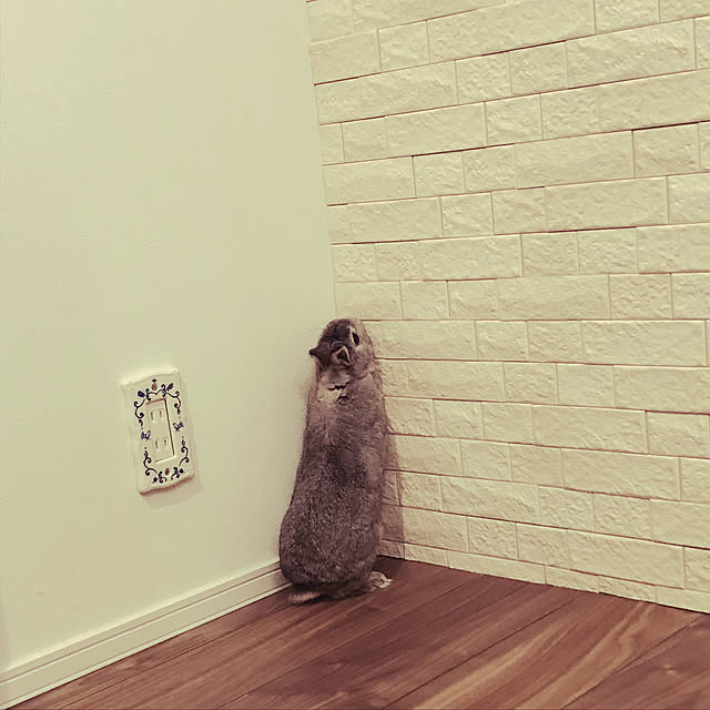 Hatsuneさんの実例写真