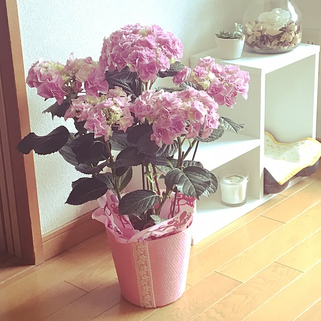 onpuさんの実例写真