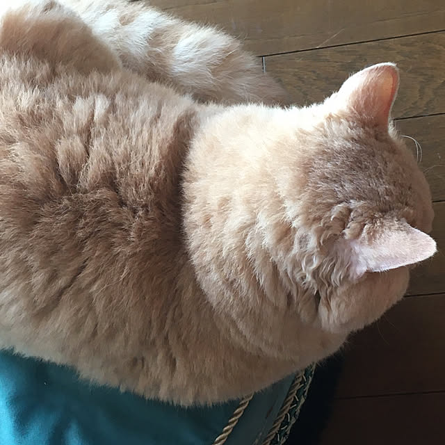 naokoさんの部屋