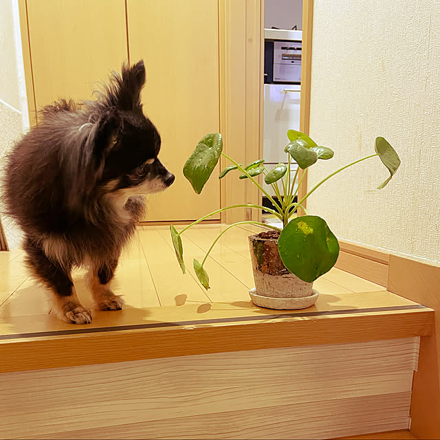 cocoさんの実例写真