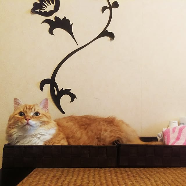 lukeさんの実例写真