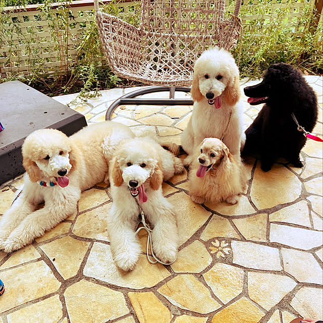 nackeyさんの実例写真