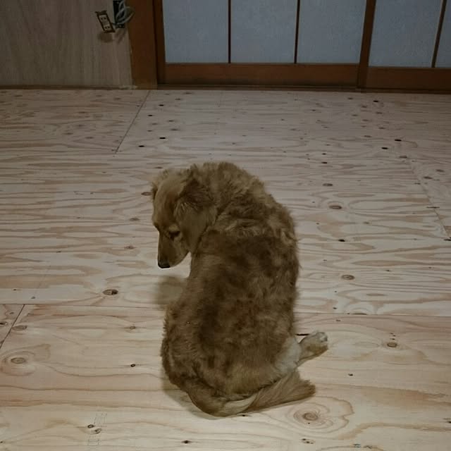 pi-chanさんの実例写真