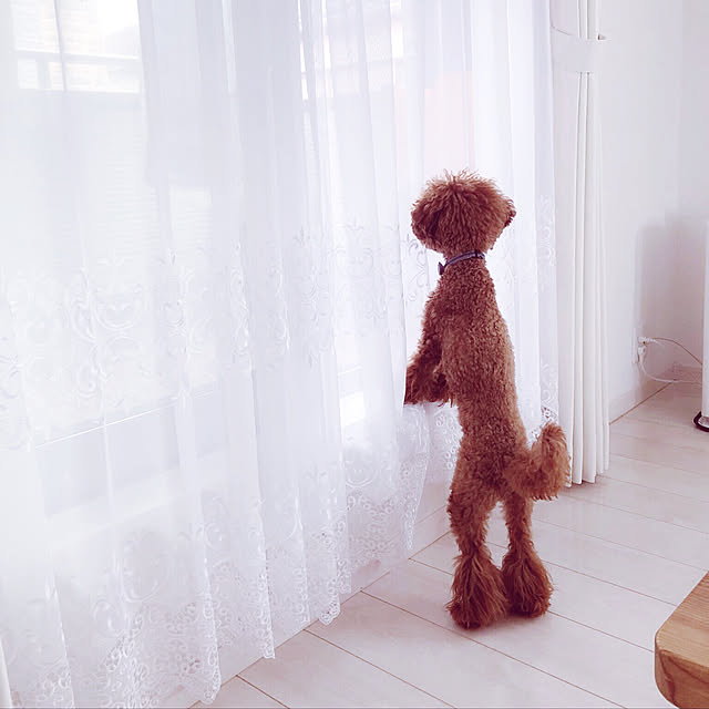 cocoaさんの実例写真