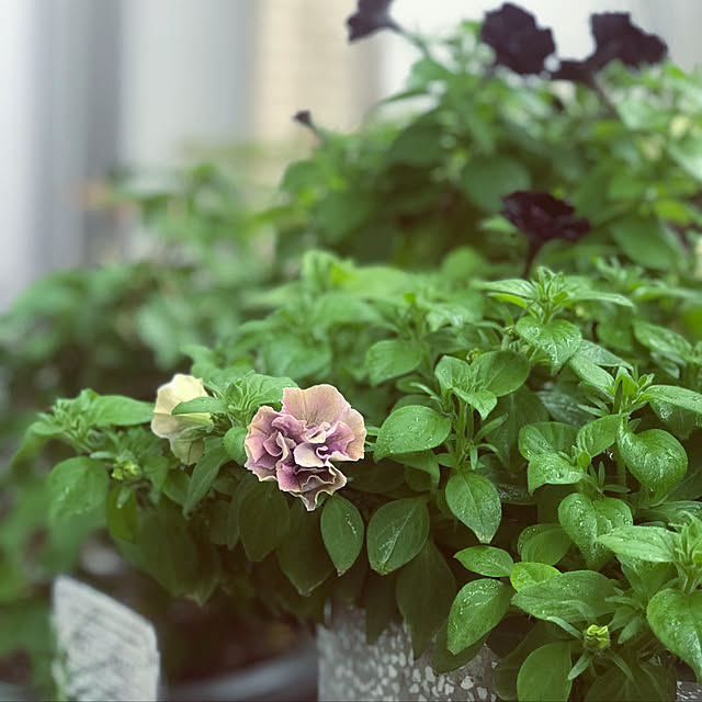 Saraさんの実例写真