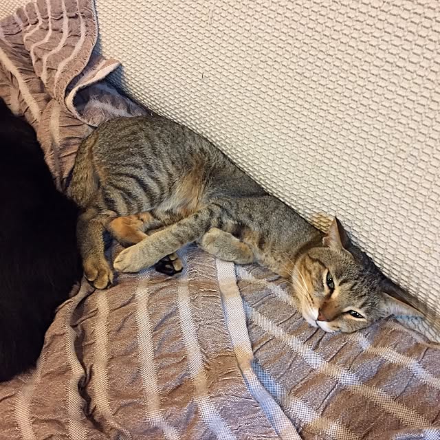 yuki0511さんの実例写真
