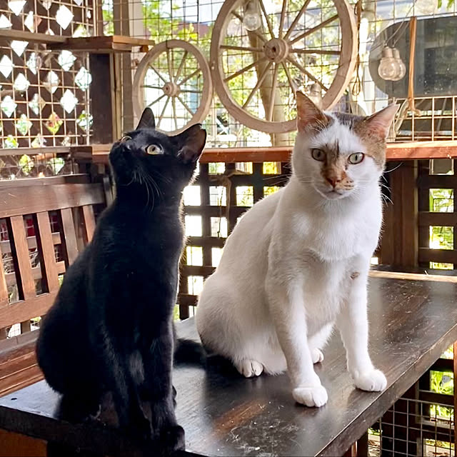 butachanさんの実例写真