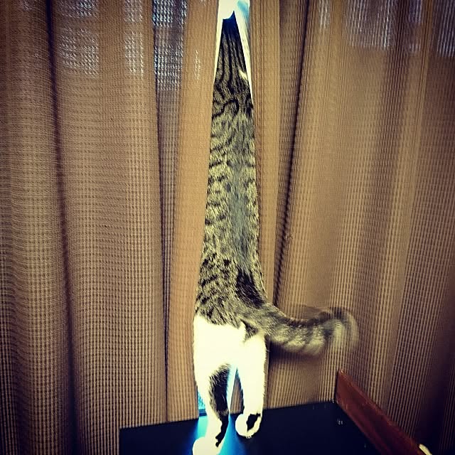 kiraさんの実例写真