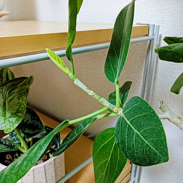 hanachanさんの実例写真