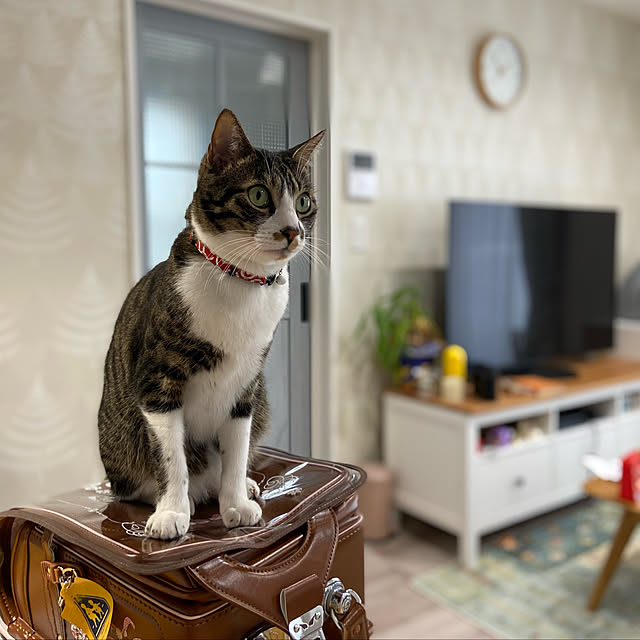 ippu0303Karinさんの実例写真