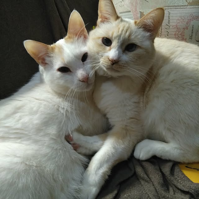posauruさんの実例写真