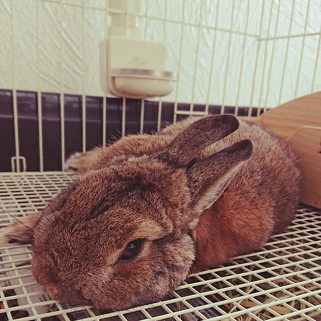 yuuuuさんの実例写真