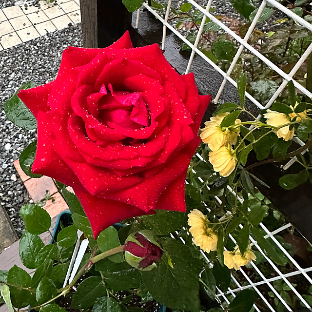miruさんの実例写真