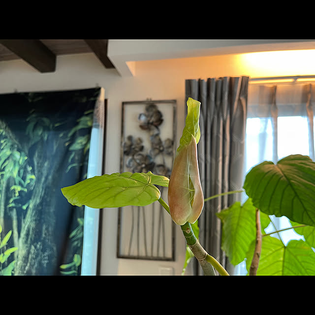 tigerさんの実例写真