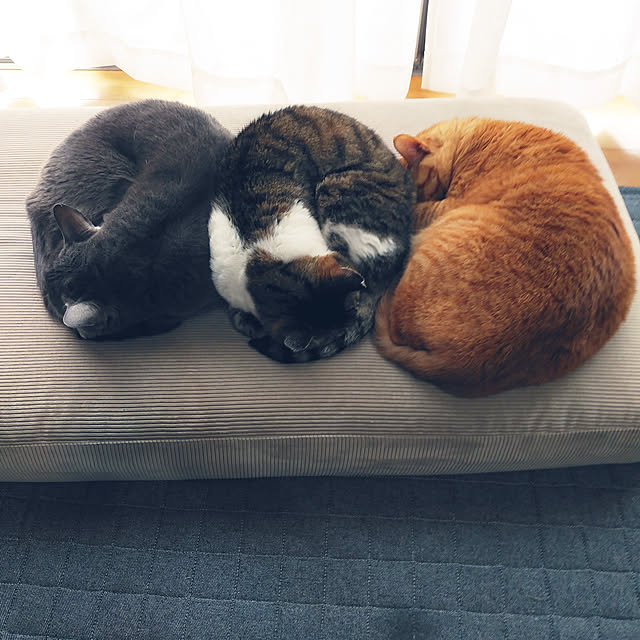 annさんの実例写真