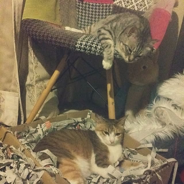annさんの実例写真
