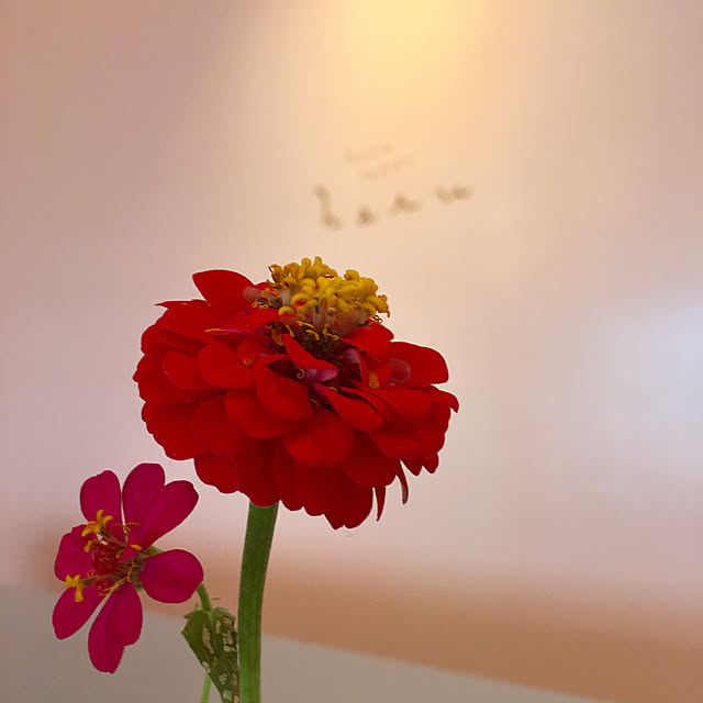 kozakura10さんの実例写真