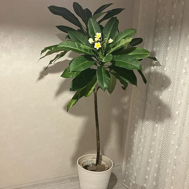 Ayakoさんの実例写真