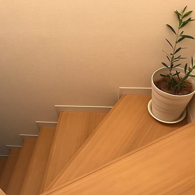 壁/天井/観葉植物のインテリア実例 - 2017-04-29 18:10:09