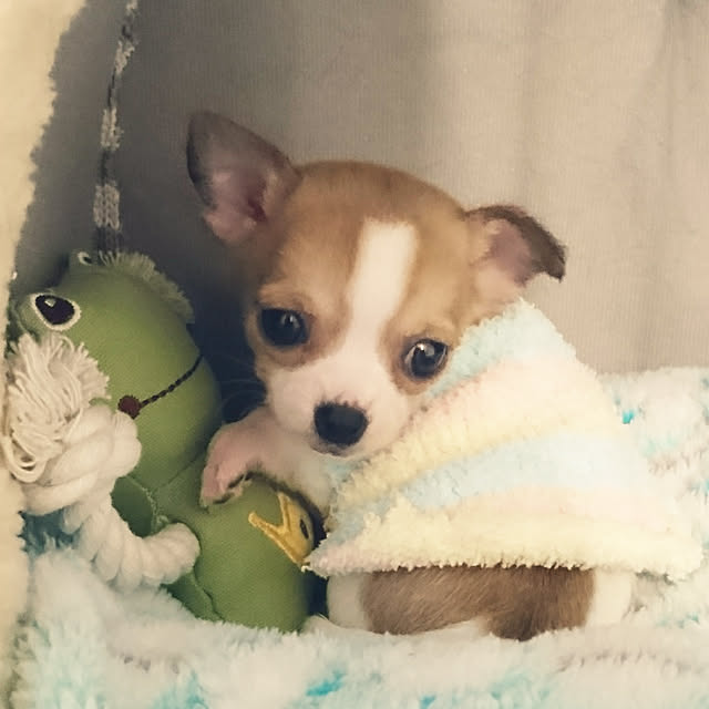 nellyさんの実例写真