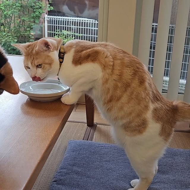 koyurizuさんの実例写真