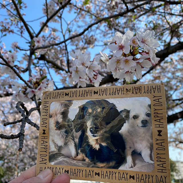 部屋全体/ふたり暮らし/こどもと暮らす/インコと暮らす/家族が増えました...などのインテリア実例 - 2025-04-12 20:03:35