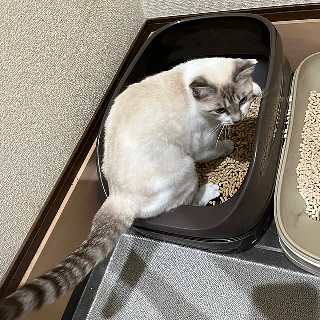 nekoさんの実例写真
