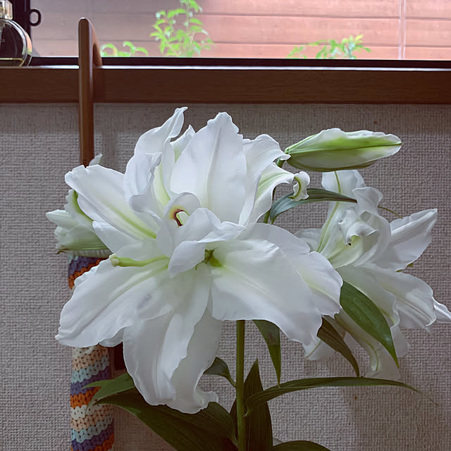 kapiさんの実例写真