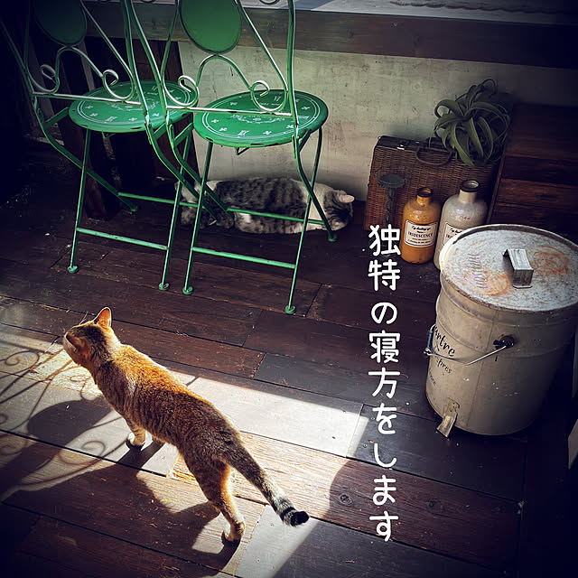 猫部屋/宮♡1歳♂/江姫♡3歳♀/猫の多頭飼い/猫10匹...などのインテリア実例 - 2023-03-30 14:27:37