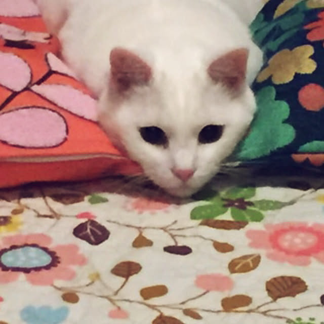 tekokaasanさんの実例写真