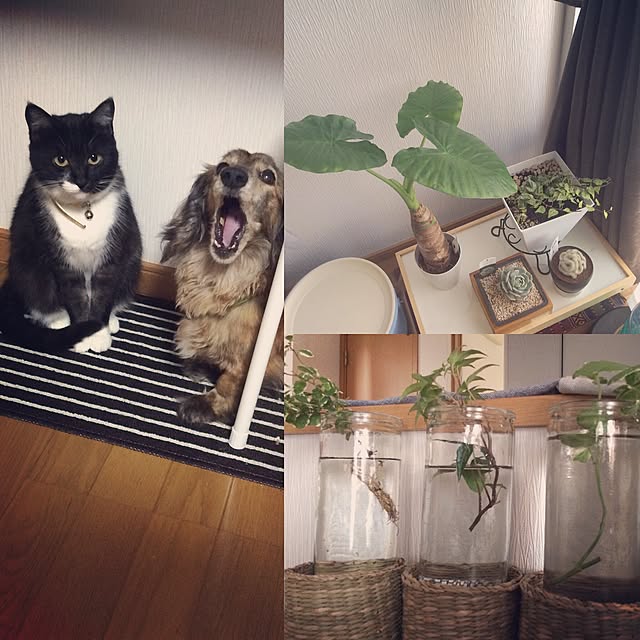 afroさんの実例写真