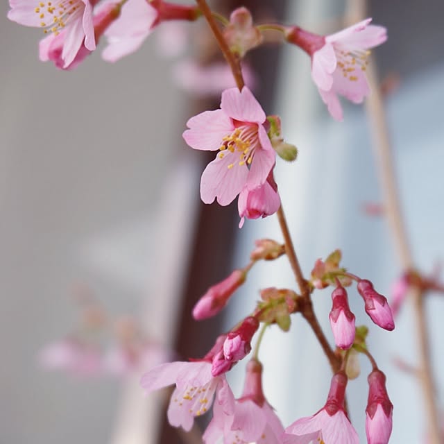 kinako_shiro_ginさんの実例写真