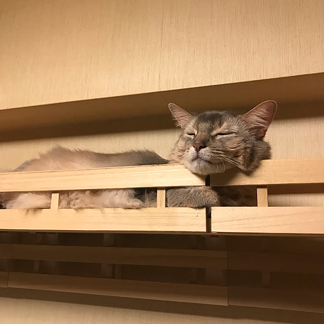 yumuyumuさんの実例写真