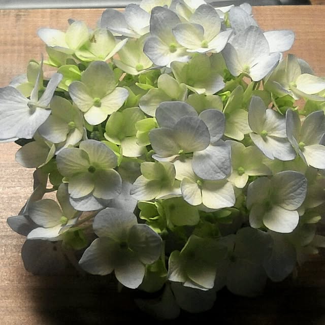 リビング/植物/雑貨のインテリア実例 - 2015-06-07 13:49:19