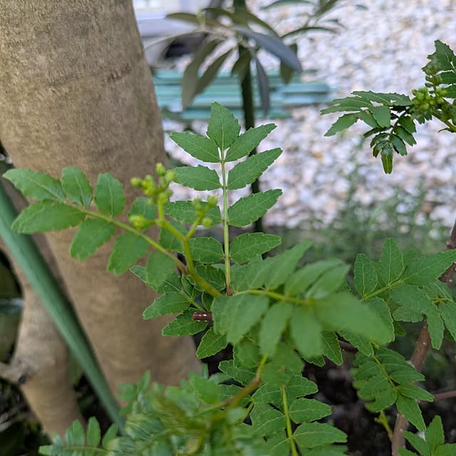 ramuramuさんの実例写真