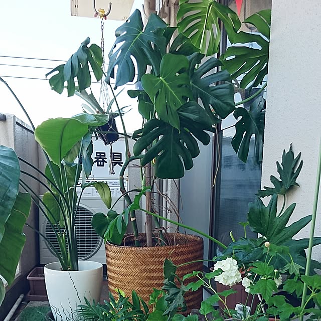 kotorinさんの実例写真