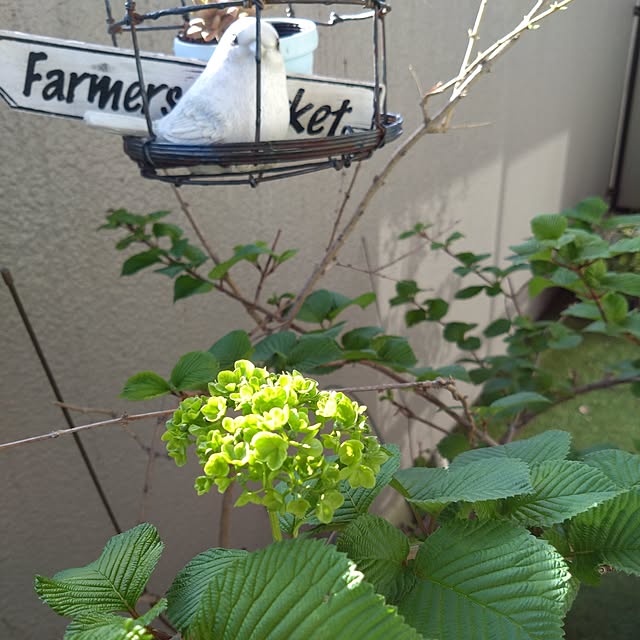 kakkaさんの実例写真