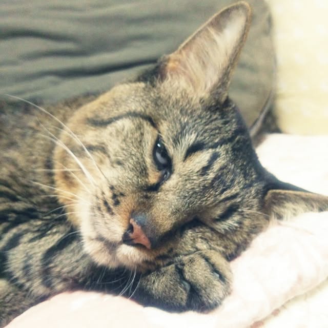 kittenblueさんの実例写真