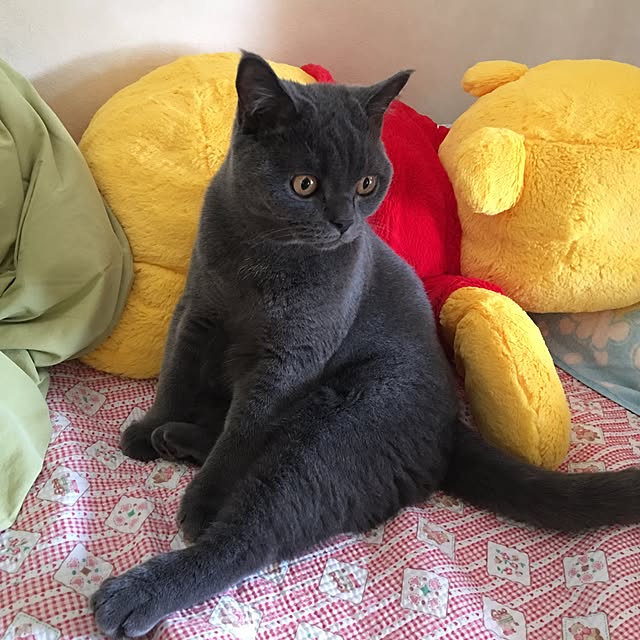 Shojiさんの実例写真