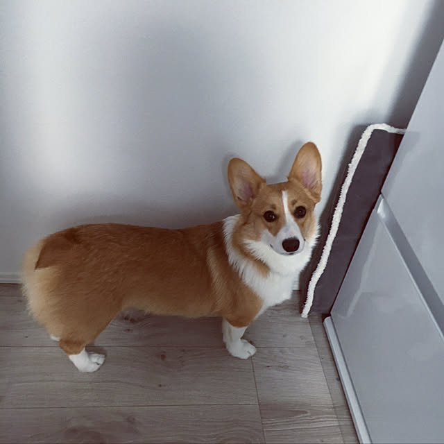 3ayuさんの実例写真