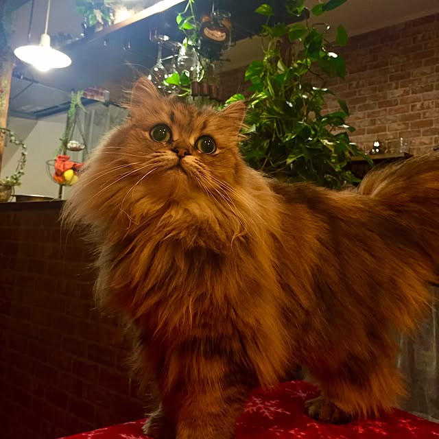 butachanさんの実例写真