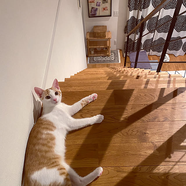 panchanさんの実例写真