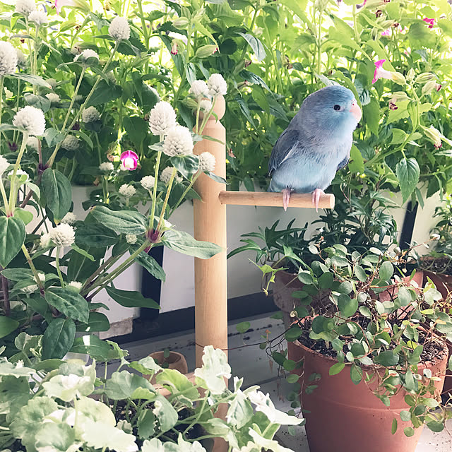 sorachiさんの実例写真