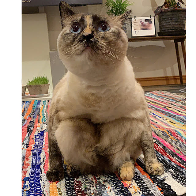 miyaさんの実例写真
