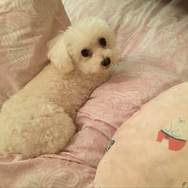kakoさんの実例写真