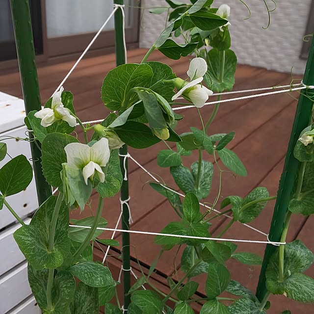 KOHAKUさんの部屋