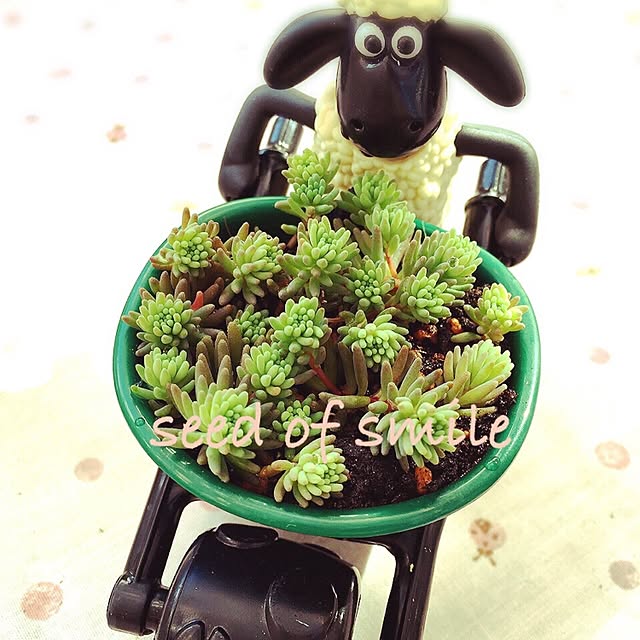 seed-of-smileさんの実例写真