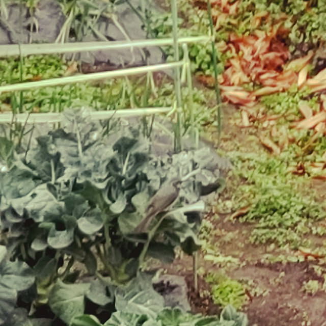 chocococoaさんの実例写真