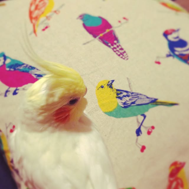 Acooomuraさんの実例写真